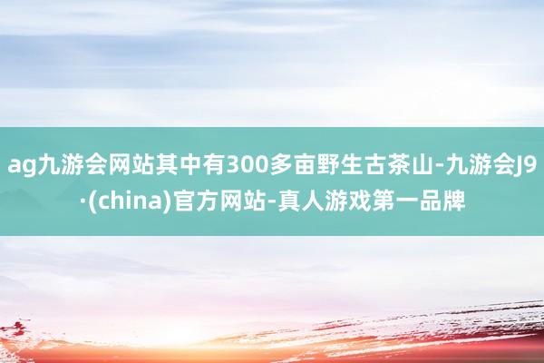 ag九游会网站其中有300多亩野生古茶山-九游会J9·(china)官方网站-真人游戏第一品牌